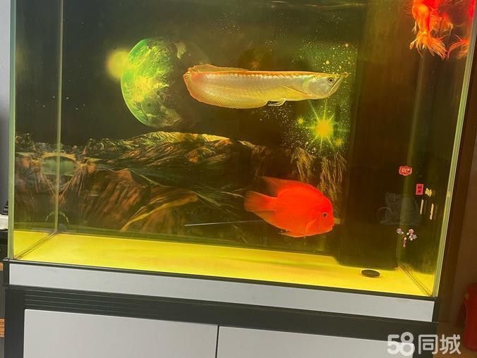 天津龍魚轉讓最新消息信息