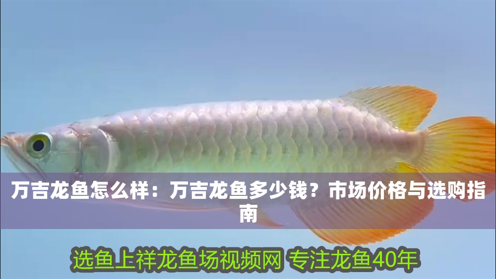 萬吉龍魚怎么樣：萬吉龍魚多少錢？市場價格與選購指南