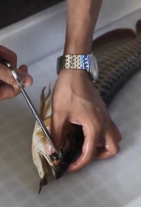 龍魚眼手術(shù)多少錢