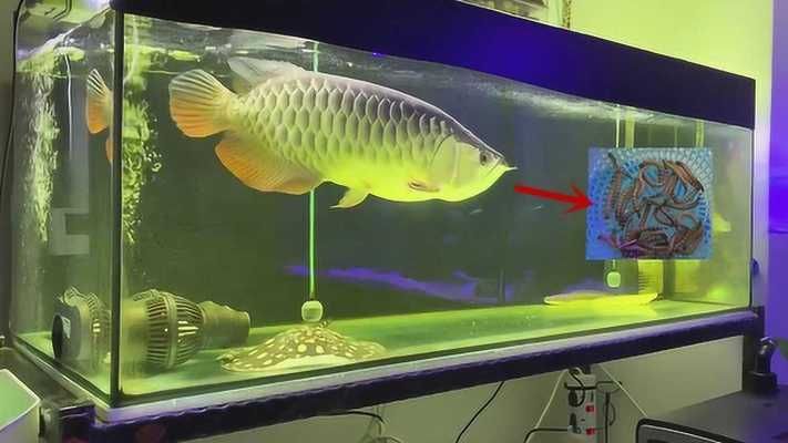 金龍魚(yú)游戲軟件叫什么，合成金龍魚(yú)游戲攻略