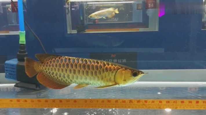 金龍魚(yú)游戲軟件叫什么，合成金龍魚(yú)游戲攻略