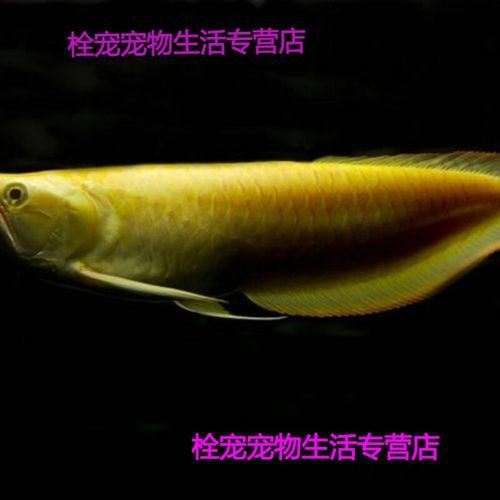 金龍魚白色的多少錢一條