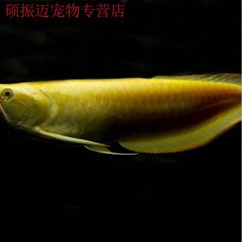 金龍魚白色的多少錢一條