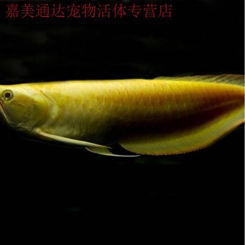 金龍魚白色的多少錢一條