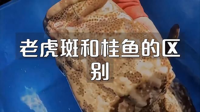 老虎魚就是桂魚嗎