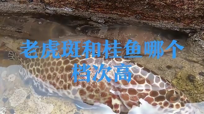 老虎魚就是桂魚嗎