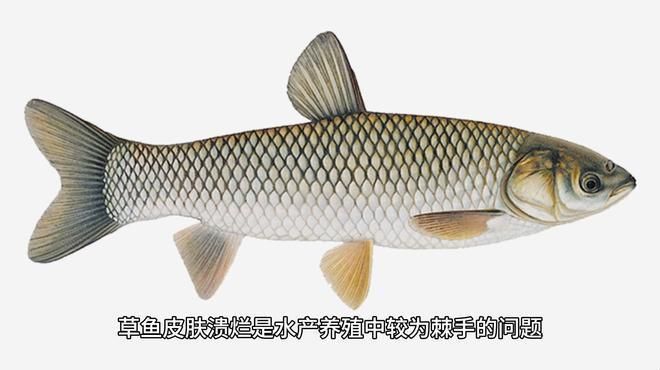 如何預防魚身上再次出現潰爛