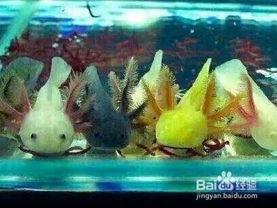 六角恐龍的魚缸怎么布置好看（六角恐龍魚缸布置要點(diǎn)） 六角恐龍的魚缸怎么布置好看（六角恐龍魚缸布置要點(diǎn)） 龍魚百科 第1張