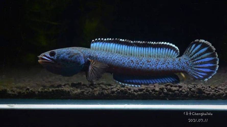 藍色系雷龍魚的價格是多少？