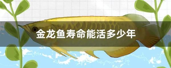 金龍魚一個月能長多少：金龍魚一個月的生長速度是多少？