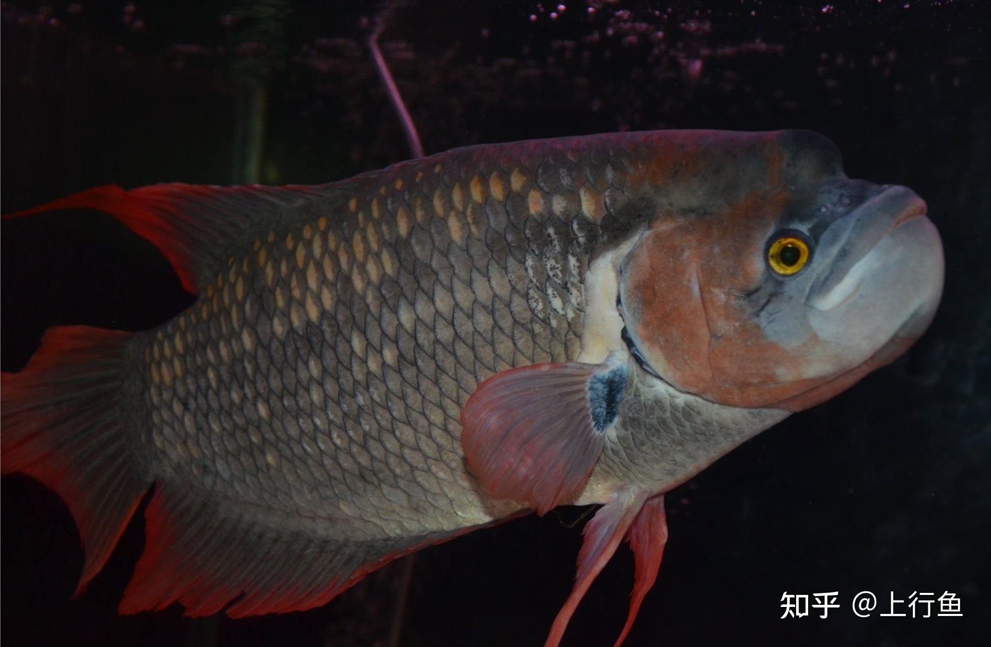 龍魚睡覺會趴著不動嗎：龍魚在睡覺時會有趴著不動的行為嗎？