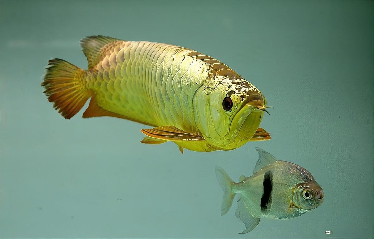 黑龍魚長什么樣子視頻播放