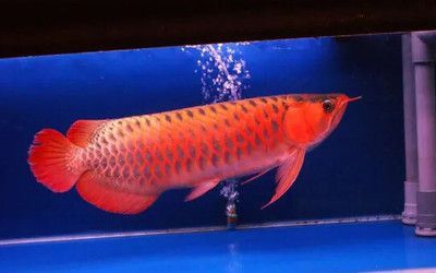 龍魚與高錳酸鉀的使用（高錳酸鉀在家養龍魚中的妙用）