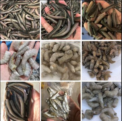 龍魚飼料魚怎么選擇品種：如何選擇龍魚飼料魚品牌