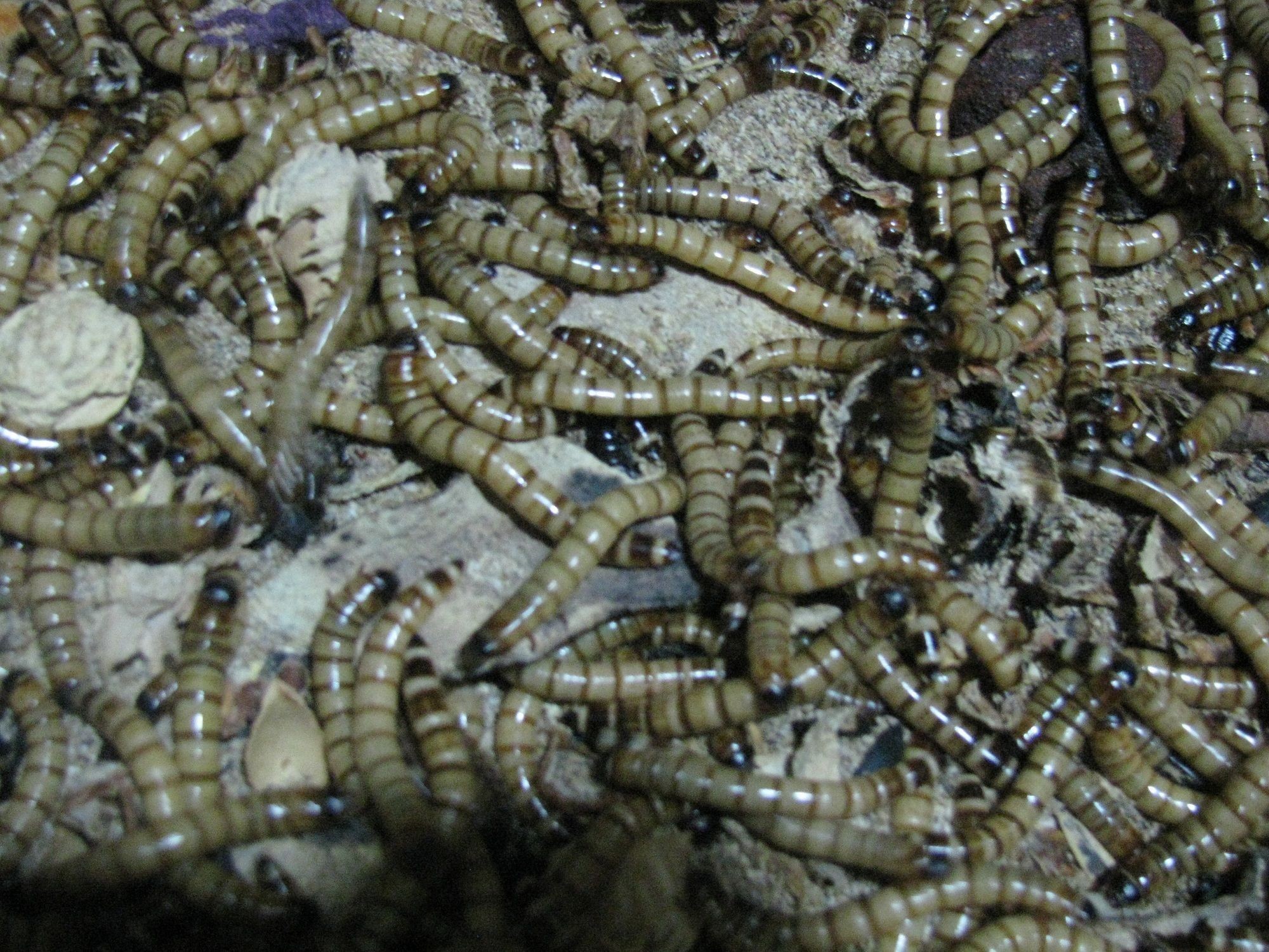 龍魚飼料魚怎么選擇品種：如何選擇龍魚飼料魚品牌