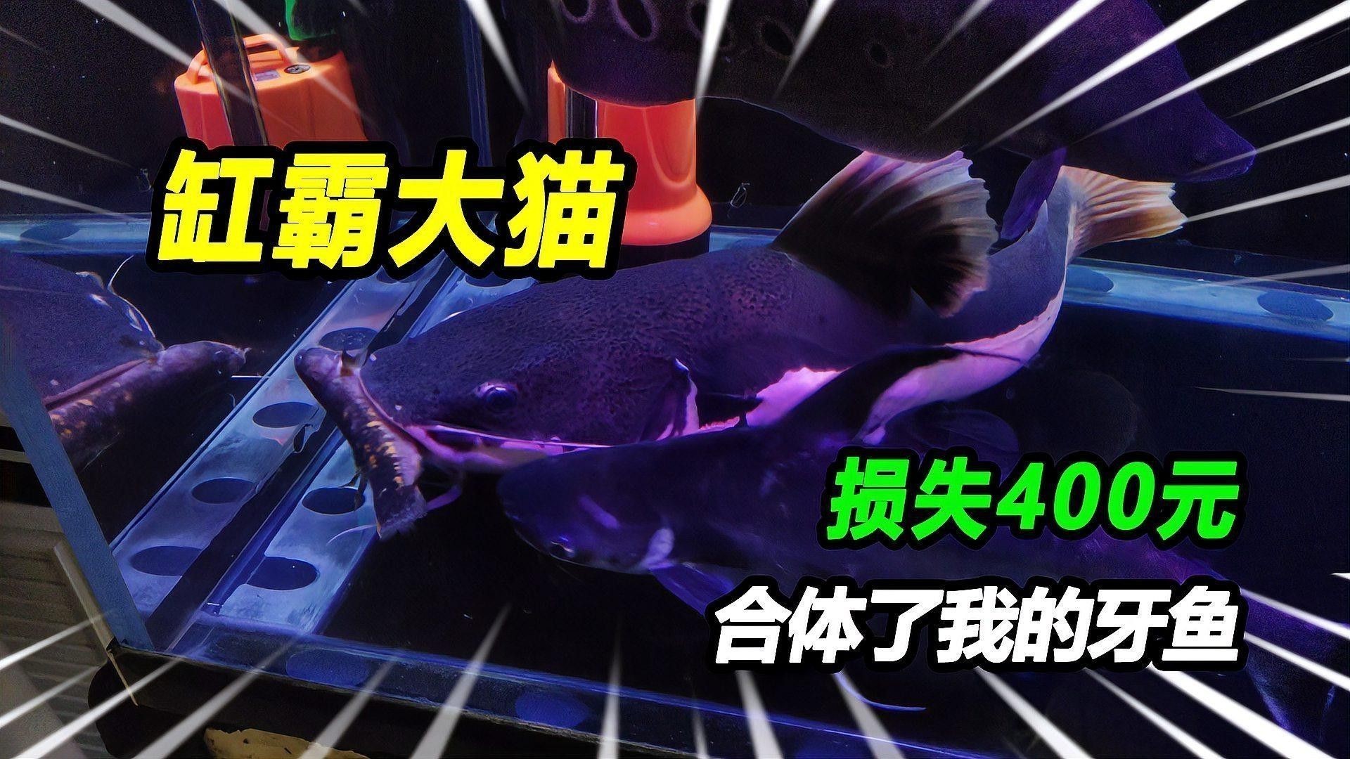 如何判斷珠鱗是否因細菌感染