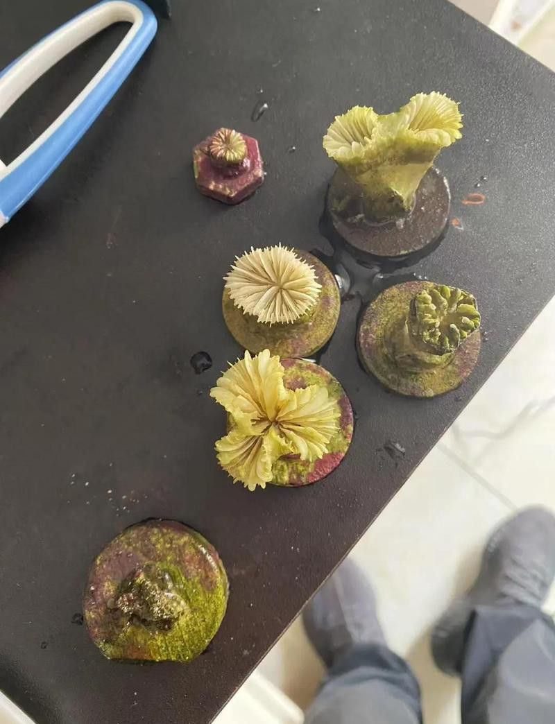 如何判斷珠鱗是否因細菌感染