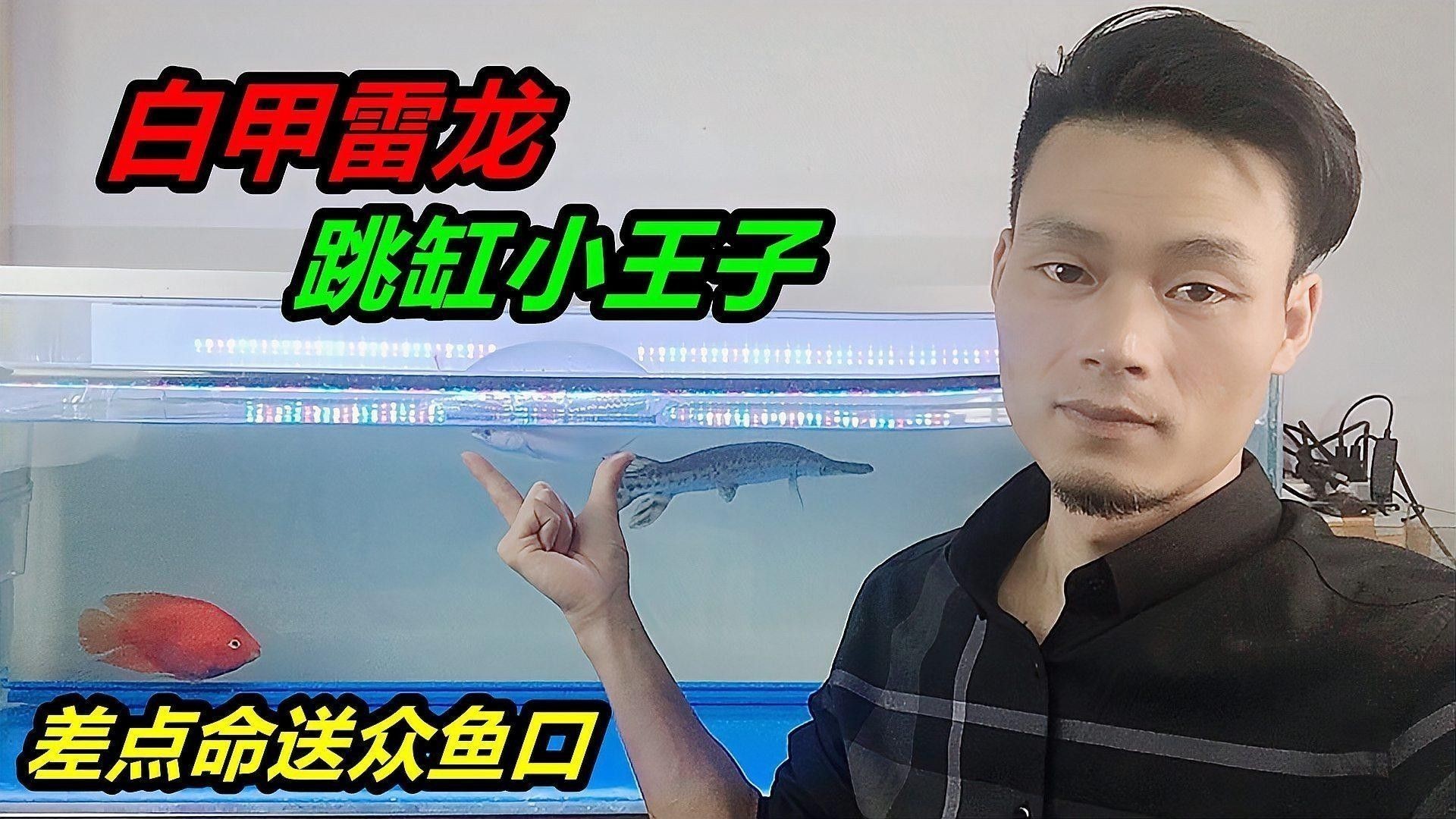 雷龍魚和金魚能不能混養一起