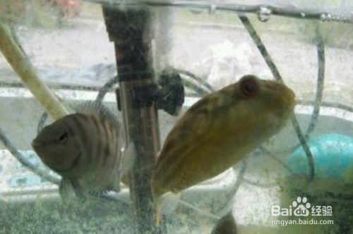 狗頭魚的繁殖習性，斑馬狗頭魚的繁殖習性