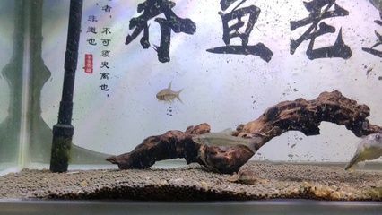 狗頭魚的繁殖習性，斑馬狗頭魚的繁殖習性