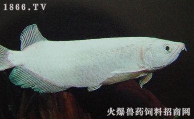 龍魚的生存條件與不易死亡的尺寸（龍魚生存的關鍵條件）
