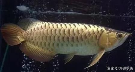 龍魚什么時候會叫（龍魚會在繁殖期發出嗚嗚的叫聲嗎？）