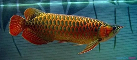 龍魚什么時候會叫（龍魚會在繁殖期發出嗚嗚的叫聲嗎？）