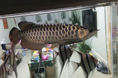 龍魚鱗片掉了多久能長出來：龍魚掉鱗如何預防,龍魚掉鱗恢復期護理