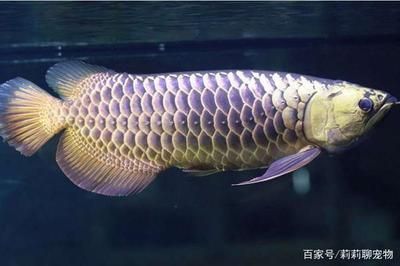 龍魚脫肛能治好嗎（復發情況合理治療復發情況合理治療復發情況）