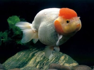 龍魚痘瘡病（龍魚痘瘡病怎么治療）