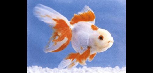 龍魚痘瘡病（龍魚痘瘡病怎么治療）