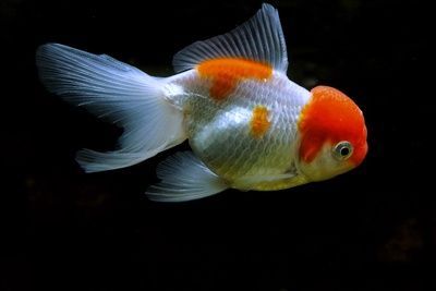 龍魚痘瘡病（龍魚痘瘡病怎么治療）