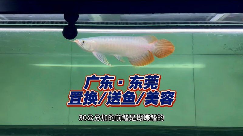 合肥龍魚上門