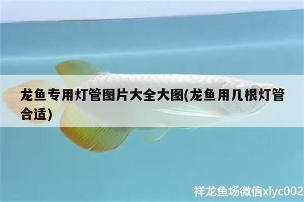 龍魚缸放幾根燈管：如何選擇適合龍魚的燈管