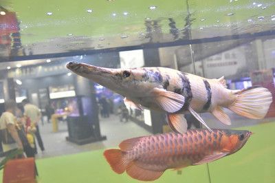 克拉瑪依龍魚專賣店：克拉瑪依龍魚市場價格