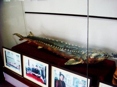克拉瑪依龍魚專賣店：克拉瑪依龍魚市場價格