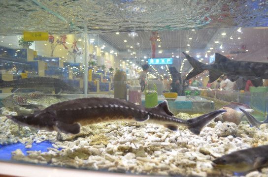 克拉瑪依龍魚專賣店：克拉瑪依龍魚市場價格