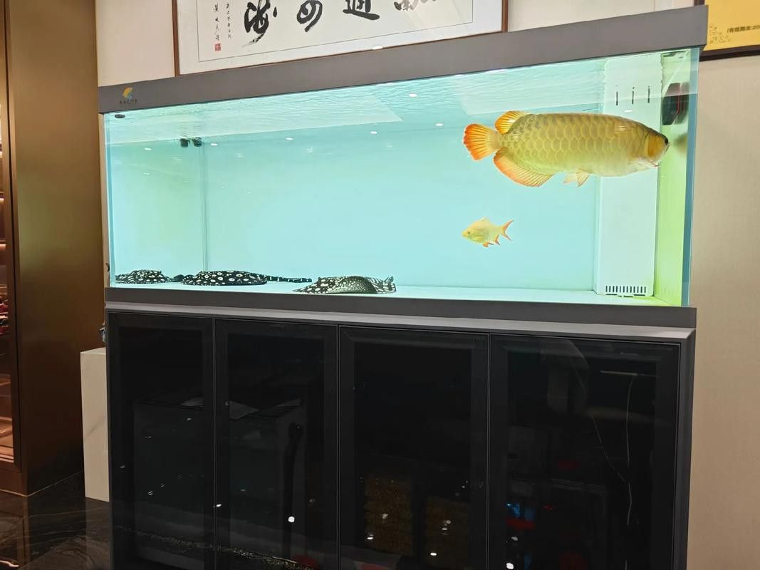 招財戰船魚能與龍魚混養嗎圖片視頻講解