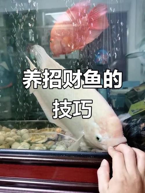 招財戰船魚能與龍魚混養嗎圖片視頻講解