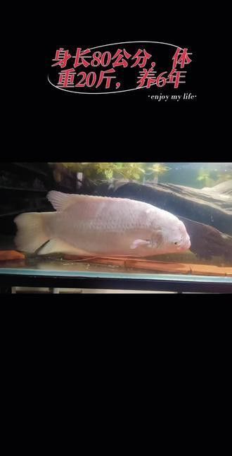 招財戰船魚能與龍魚混養嗎圖片視頻講解