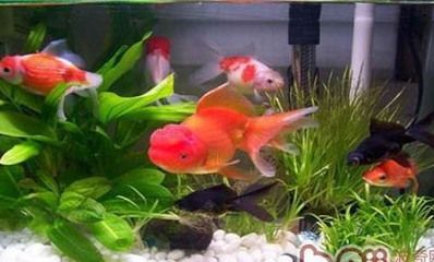 銀龍魚缺氧急救措施有哪些：銀龍魚在缺氧情況下需要緊急處理嗎