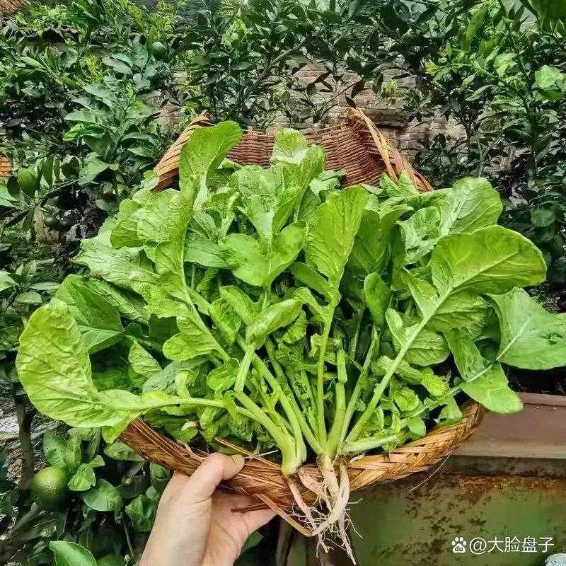 這些知名品種的價格是多少？