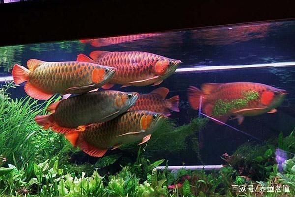 龍魚 食物，龍魚幼魚最佳飼料選擇龍魚食物消毒方法介紹