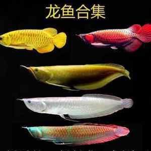 雪龍魚和紅龍魚哪個貴（雪龍魚和紅龍魚哪個更貴？）