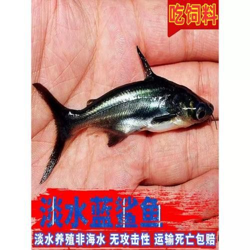 藍鯊能和龍魚混養嗎圖片