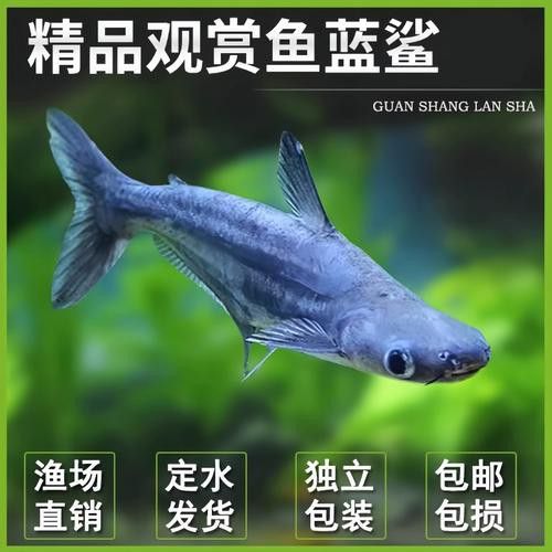 藍鯊能和龍魚混養嗎圖片