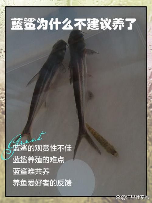 藍鯊能和龍魚混養嗎圖片