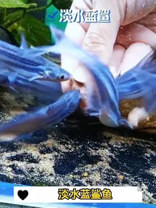 藍鯊能和龍魚混養嗎圖片