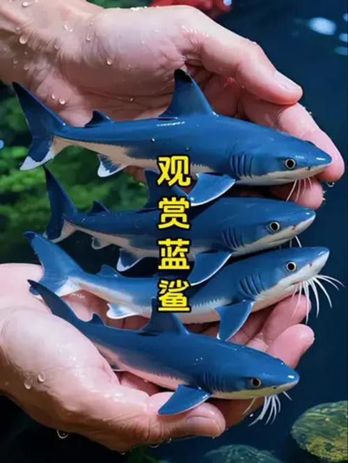 藍鯊能和龍魚混養嗎圖片