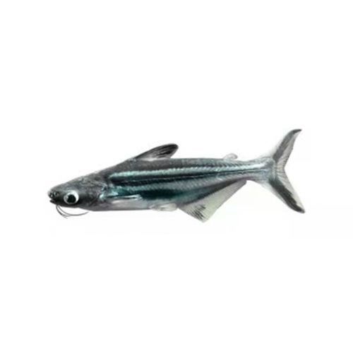 藍鯊能和龍魚混養嗎圖片